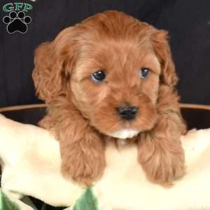 Abby, Cavapoo Puppy