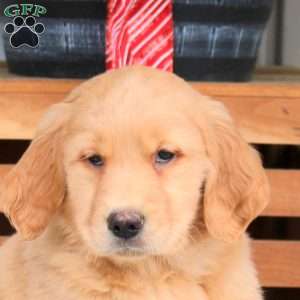 Abby, Golden Retriever Puppy