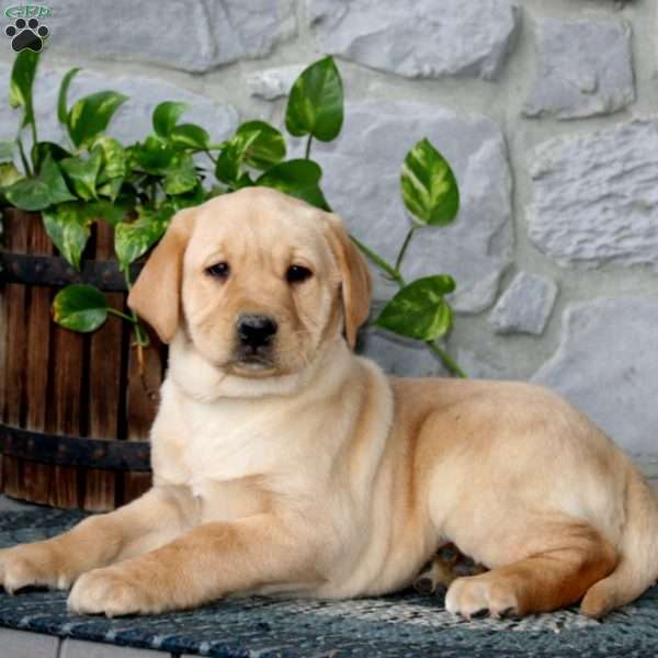 Abby, Yellow Labrador Retriever Puppy