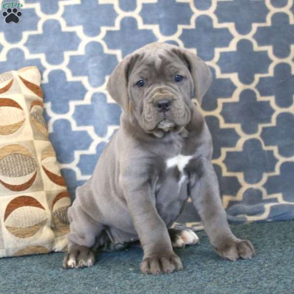 Abby, Cane Corso Puppy