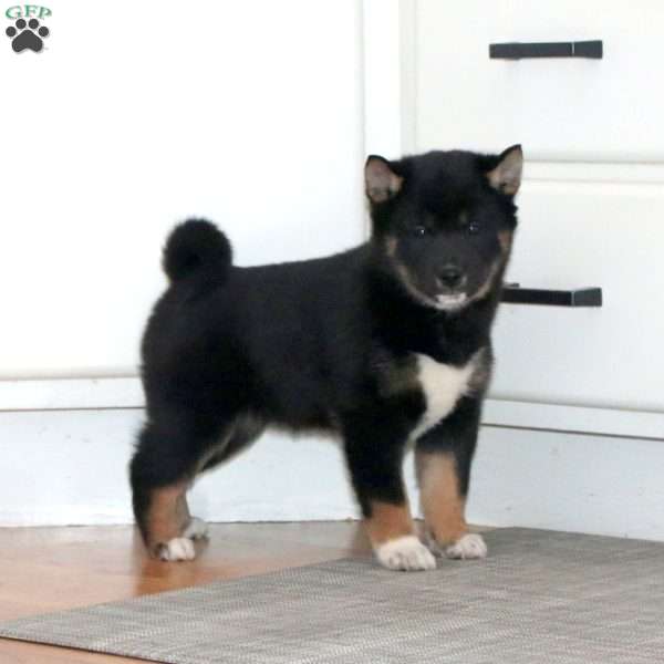 Abby, Shiba Inu Puppy
