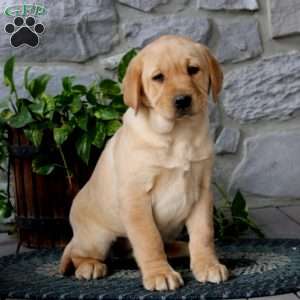 Abby, Yellow Labrador Retriever Puppy