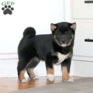 Abby, Shiba Inu Puppy