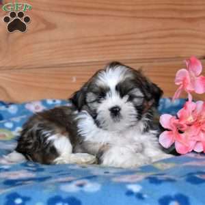 Ace, Shih Tzu Puppy