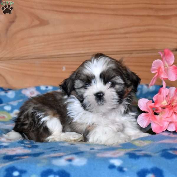 Ace, Shih Tzu Puppy