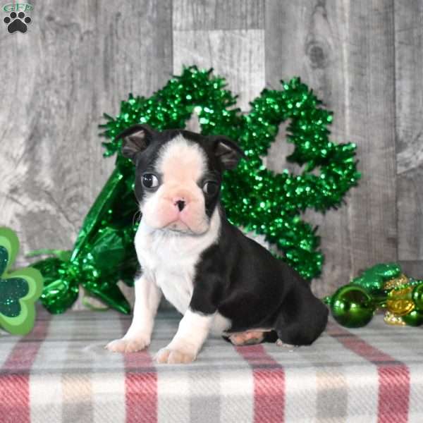 Ace, Boston Terrier Puppy