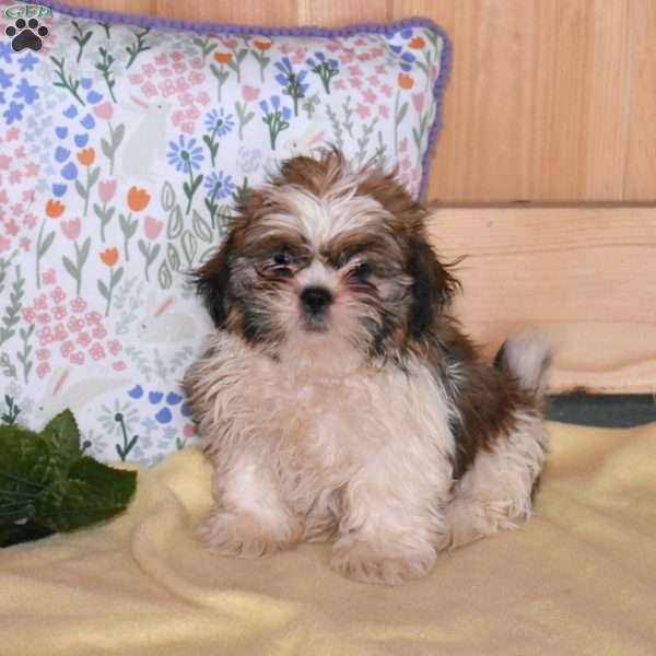 Ace, Shih Tzu Puppy