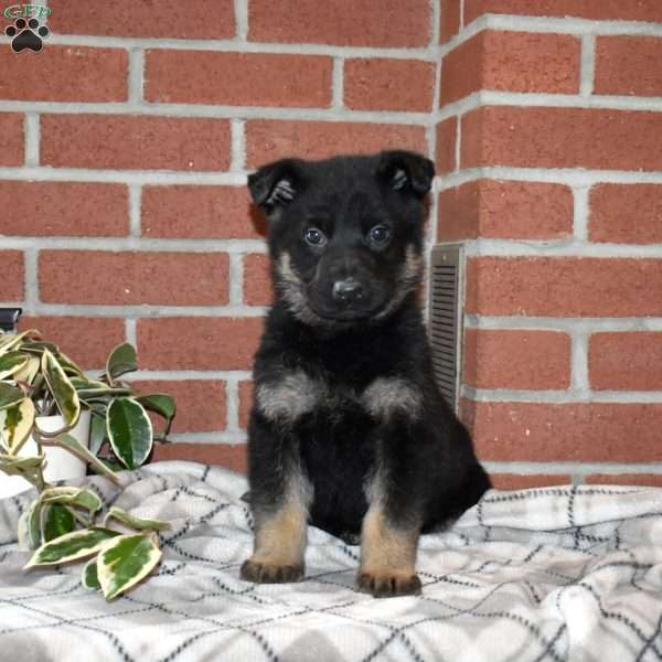 Ace, German Shepherd Puppy
