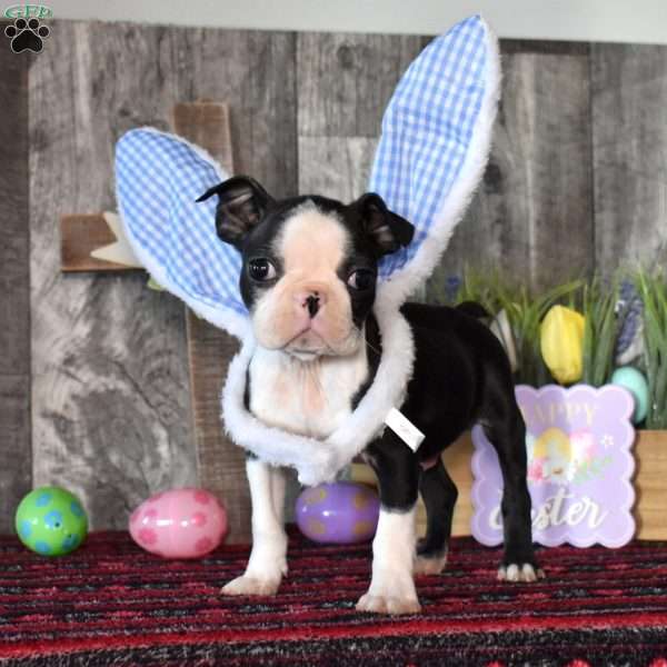 Ace, Boston Terrier Puppy