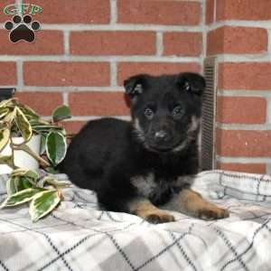 Ace, German Shepherd Puppy