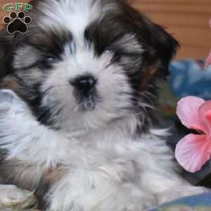 Ace, Shih Tzu Puppy