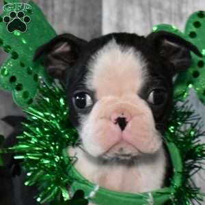 Ace, Boston Terrier Puppy