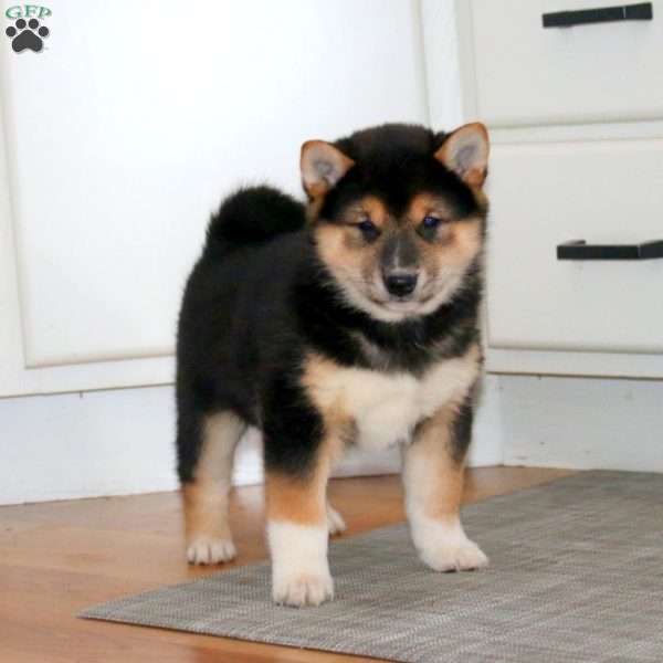 Ace, Shiba Inu Puppy