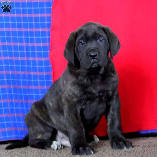Ace, English Mastiff Puppy