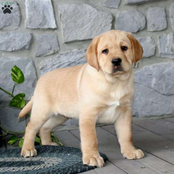 Ace, Yellow Labrador Retriever Puppy