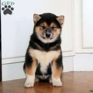 Ace, Shiba Inu Puppy