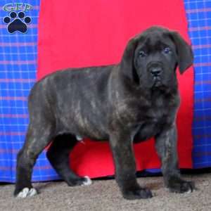 Ace, English Mastiff Puppy