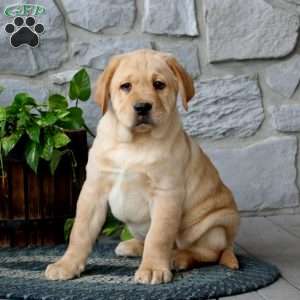 Ace, Yellow Labrador Retriever Puppy