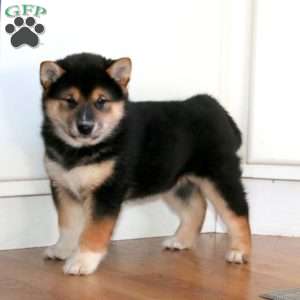 Ace, Shiba Inu Puppy