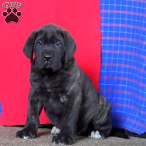 Ace, English Mastiff Puppy