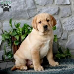 Ace, Yellow Labrador Retriever Puppy