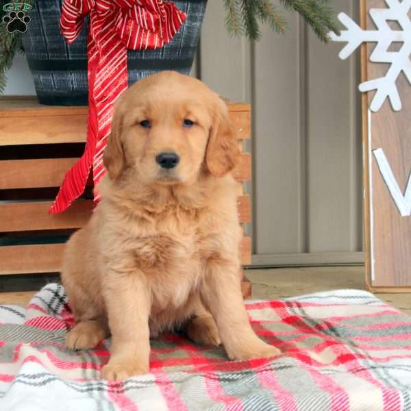 Adam, Golden Retriever Puppy