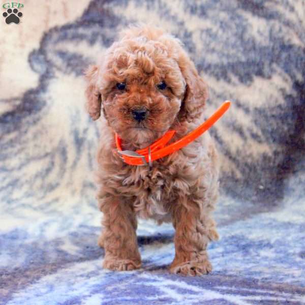 Adam, Cockapoo Puppy
