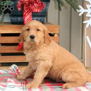 Adam, Golden Retriever Puppy
