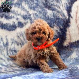 Adam, Cockapoo Puppy