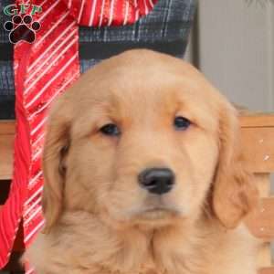Adam, Golden Retriever Puppy