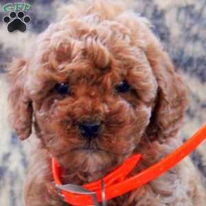 Adam, Cockapoo Puppy