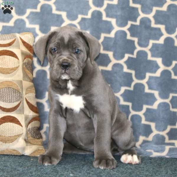 Addie, Cane Corso Puppy