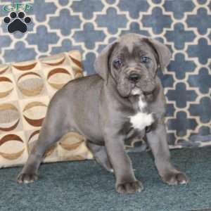 Addie, Cane Corso Puppy