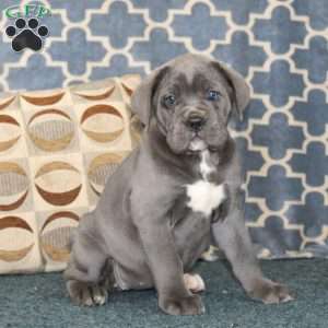Addie, Cane Corso Puppy