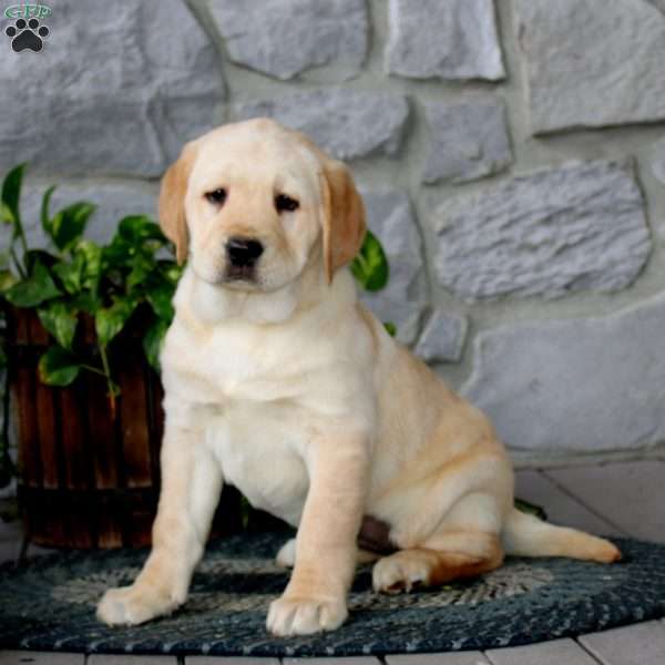 Adelle, Yellow Labrador Retriever Puppy