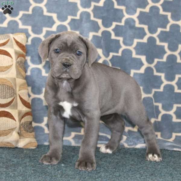 Adelle, Cane Corso Puppy