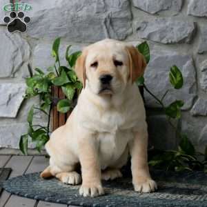 Adelle, Yellow Labrador Retriever Puppy