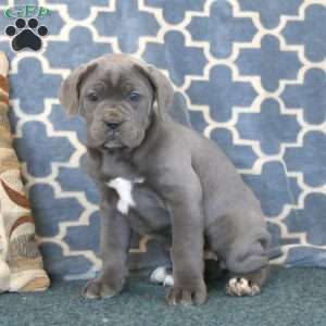 Adelle, Cane Corso Puppy