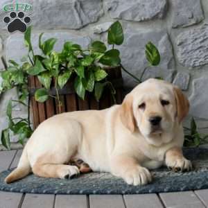Adelle, Yellow Labrador Retriever Puppy