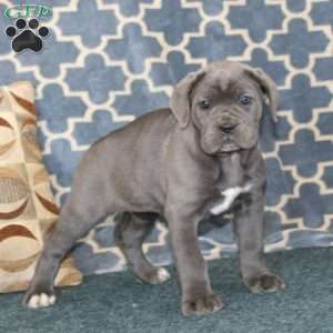 Adelle, Cane Corso Puppy