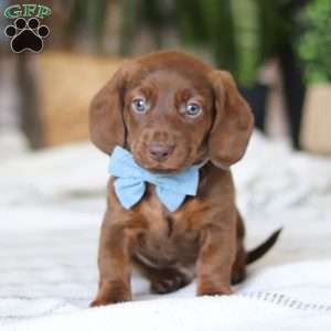 Adouille, Dachshund Puppy