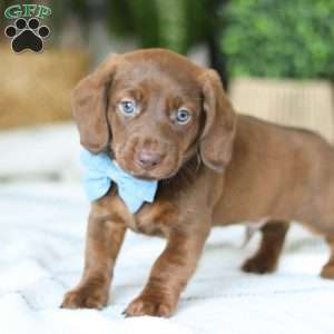Adouille, Dachshund Puppy