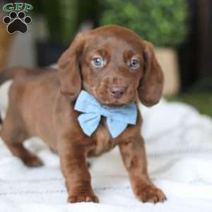 Adouille, Dachshund Puppy