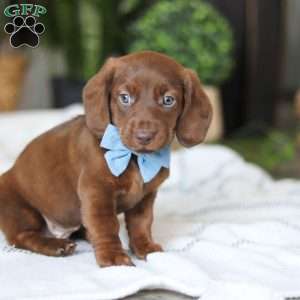 Adouille, Dachshund Puppy
