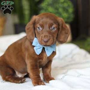 Adouille, Dachshund Puppy