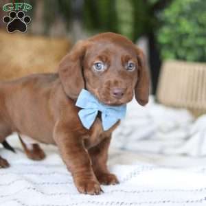 Adouille, Dachshund Puppy