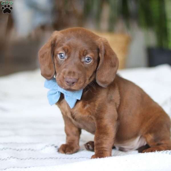 Adouille, Dachshund Puppy