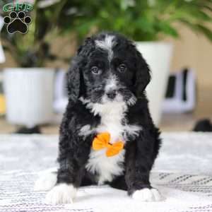 Aiden, Bernedoodle Puppy