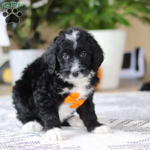 Aiden, Bernedoodle Puppy