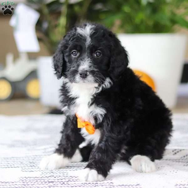 Aiden, Bernedoodle Puppy